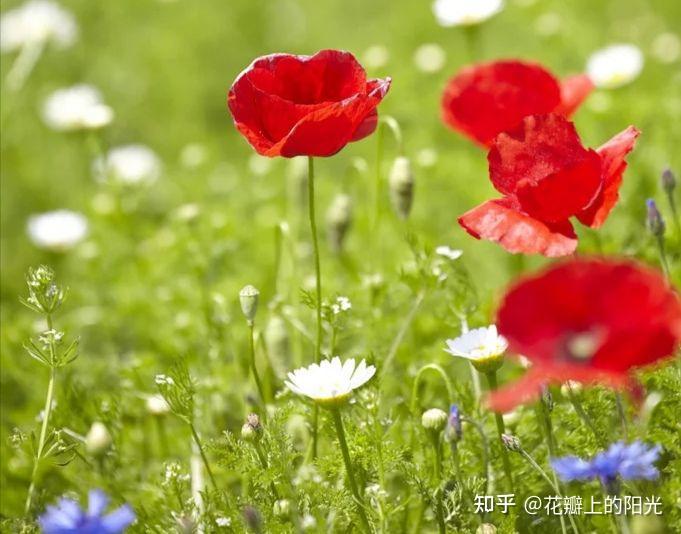 好女人是花,美丽温柔 好女人是诗,让人无限遐想,好女人是珍珠,值得