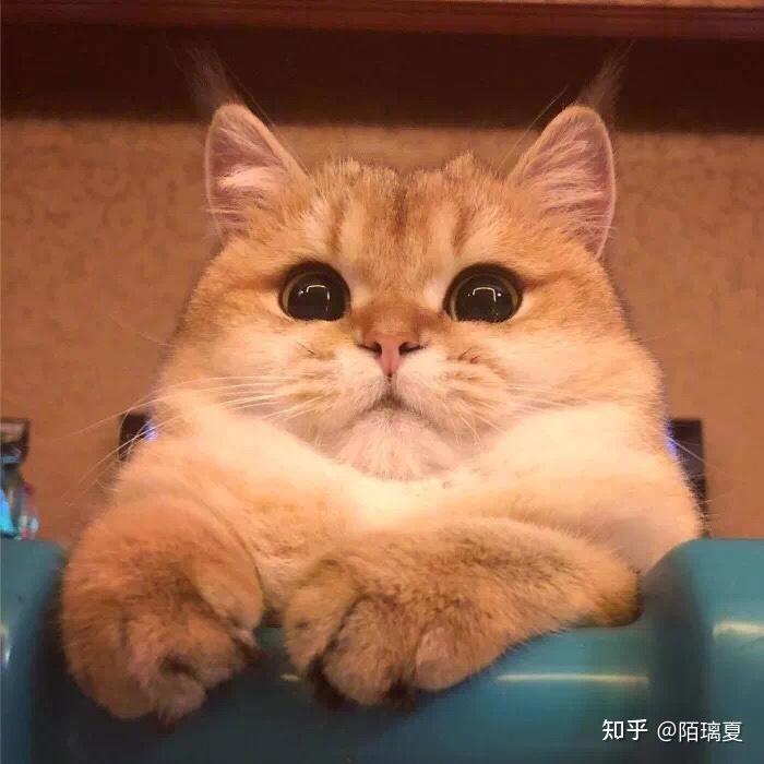 有没有类似的猫咪头像? - 知乎