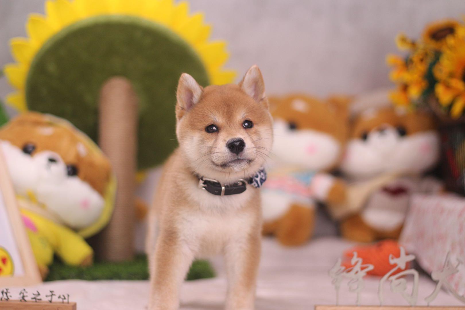 北京,上海,西安,成都,杭州,广州等等地区在哪里卖柴犬靠谱?