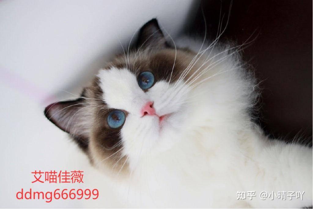 这只布偶猫品相好嘛