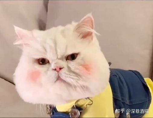 盘点2020年鲜为人知的网红猫,你认识几只