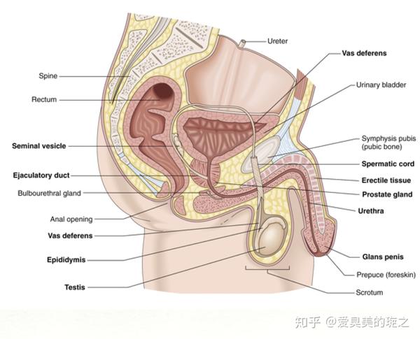 荷尔蒙对我们身体以及皮肤的影响八大腺体