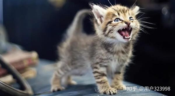 猫咪不同的声音代表不同的情绪,你听懂多少?