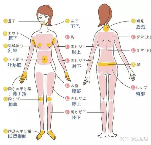 私处体毛是女性外生殖器的表面部分,位于耻骨联合前面,青春期后,皮下