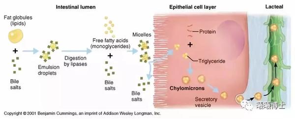 脂肪的消化吸收全过程