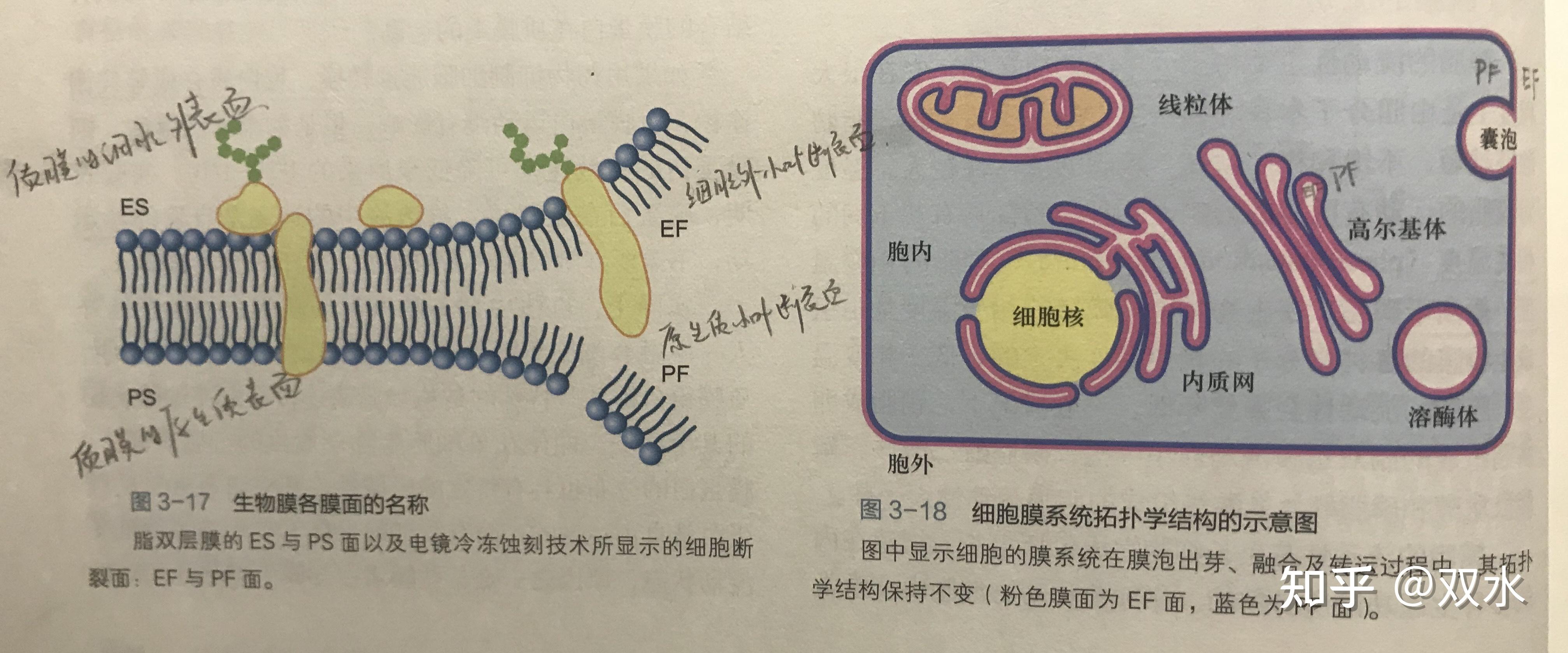 细胞是如何将蛋白质以正确的方向镶嵌到细胞膜上的