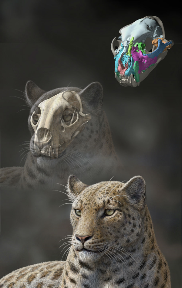 布氏豹,它的头骨拥有和雪豹非常相似的特征