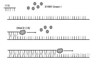 RT qPCR检测原理 知乎