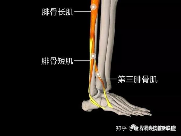 山式肌肉解剖 足部 脚掌均匀压实地面,两脚力量均匀分布.