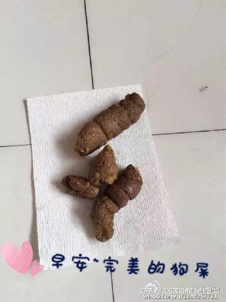 不瞒你说养狗之后我多了一个观察狗屎的爱好