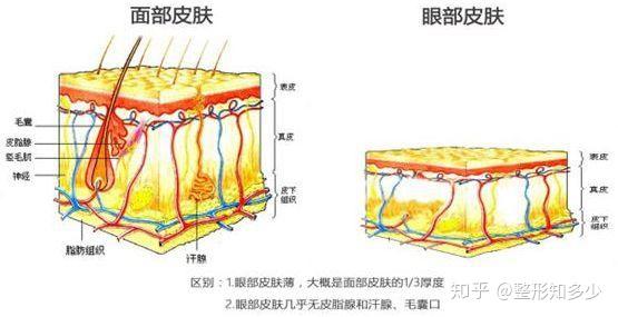 眼部皮肤厚度差不多在0.5mm左右,是面部皮肤的1/5~1/3左右!