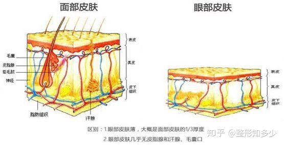 5mm左右,是面部皮肤的1/5~1/3左右!