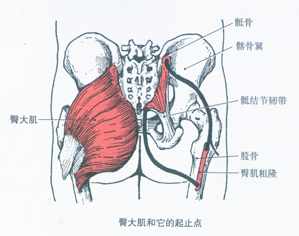 起点:腰大肌起于第12胸椎和第1-5腰椎体侧面和横突;髂肌起于髂窝.