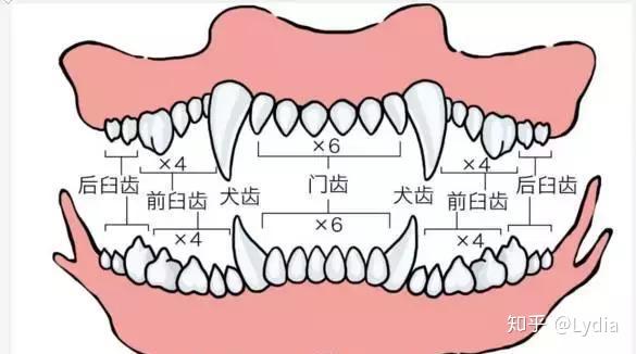 最全狗狗牙齿发育全过程拿走不谢