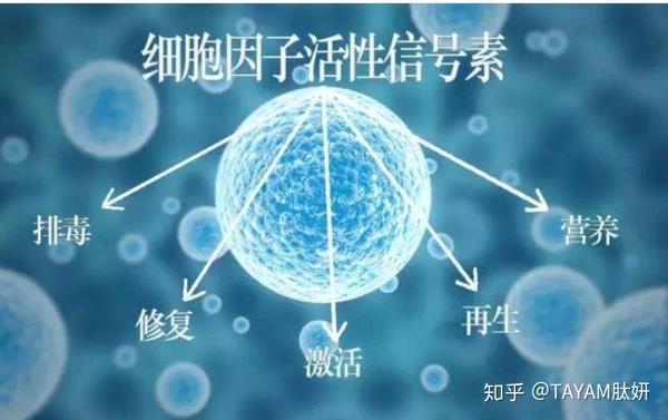 多肽对皮肤作用
