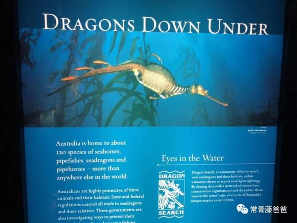 我一看标识,果然叫seadragon!