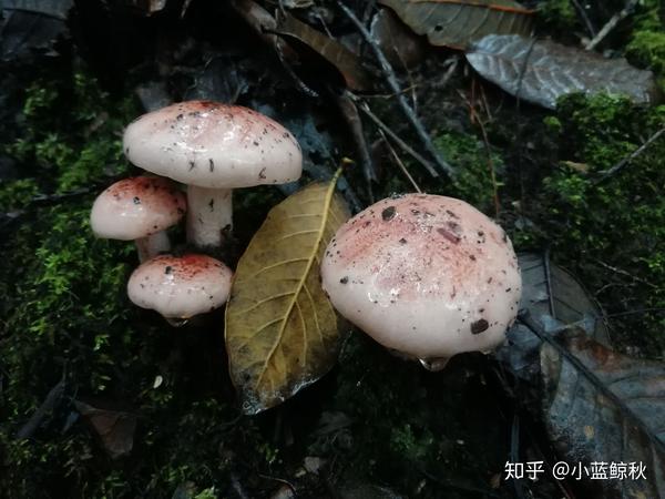 吃菌子季节到了,求科普下云南人常吃的野生菌品种?