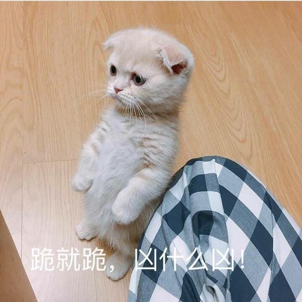 萌宠 萌系表情包,就是用可爱的图自己加文字就可以了,上面的表情包里