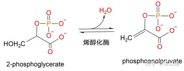 一分子2-磷酸甘油酸脱去一分子水生成一分子磷酸烯醇式丙酮酸