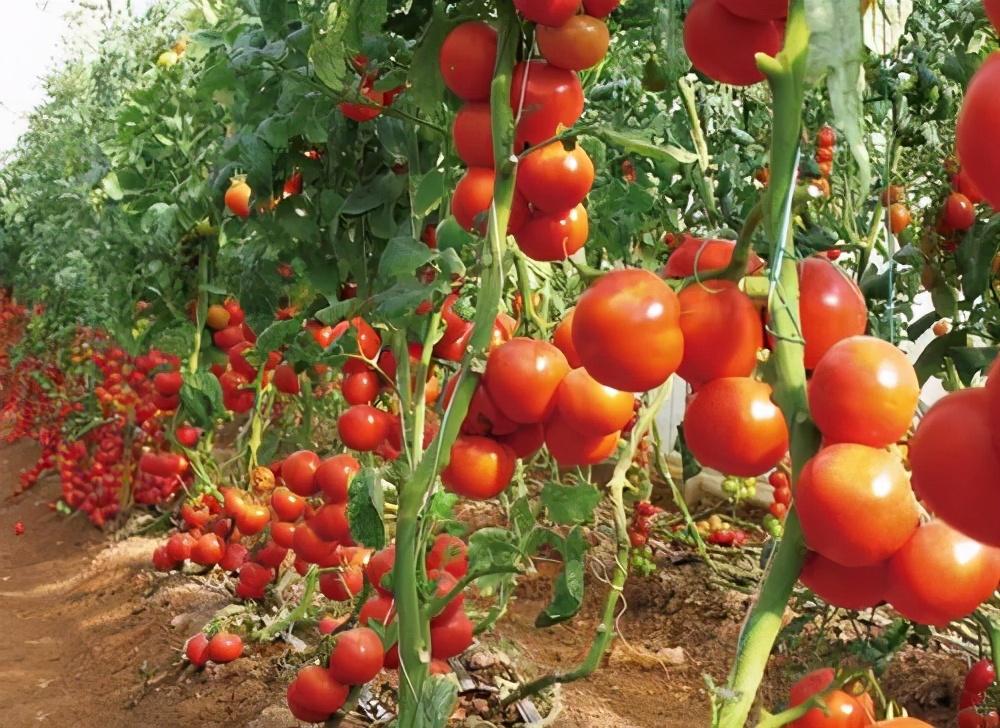 大棚种植西红柿产量不高资产监控设备可以帮助你