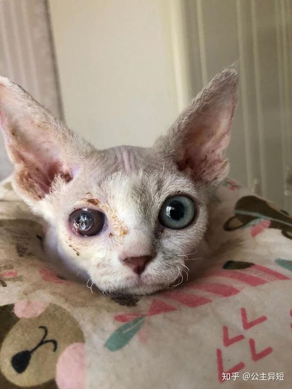 狗狗猫咪角膜溶解/溃疡/穿孔案例
