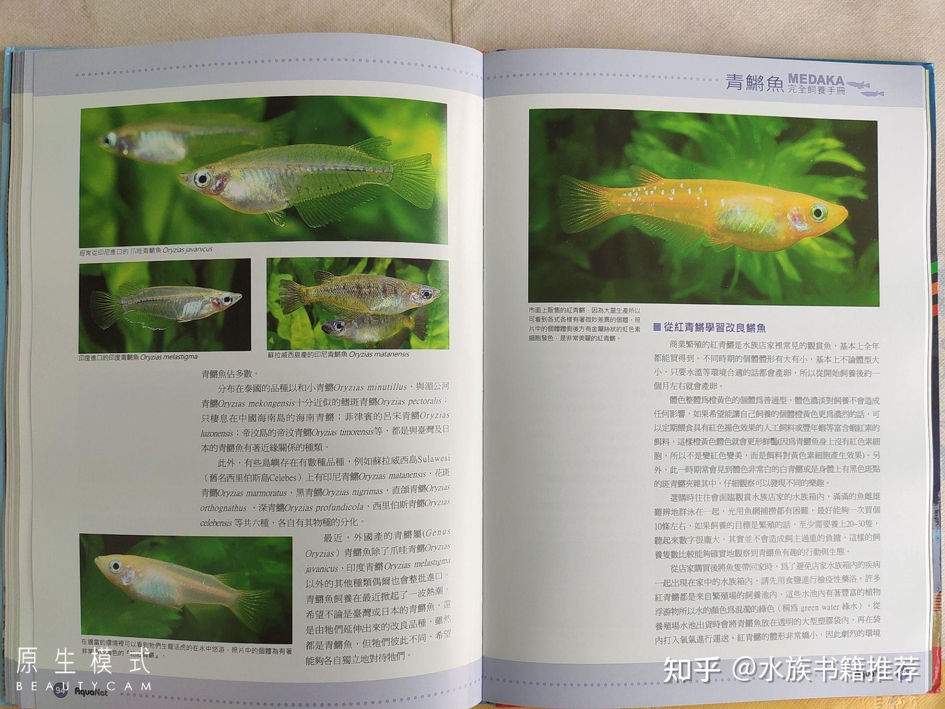 和日本的青鳉鱼相同,在生物分类上归类为青鱂属的青