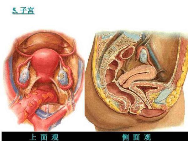 老年妇女子宫脱垂子宫下垂现在有多少治疗方案利弊分析知乎上有几个