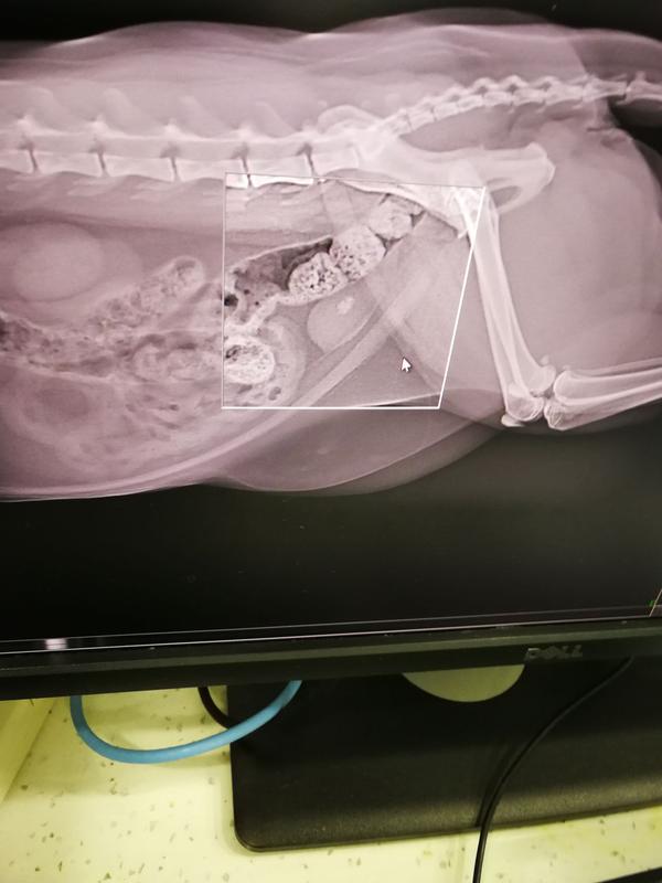 猫咪膀胱结石,不要被无良医院忽悠手术.