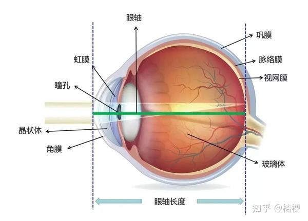 青少年配镜为什么要测量眼轴