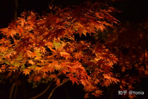 终于到了夜晚了,接下去就是秋天的日本庭院的夜景,美翻了