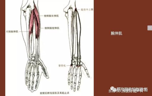 分为3层:浅层:从桡侧到尺侧依次为肱桡肌,旋前圆肌,桡侧腕屈肌,掌长肌