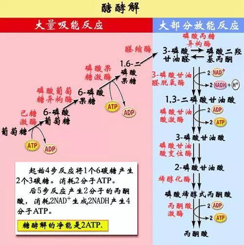 糖酵解,先投入2个atp,再产生4个