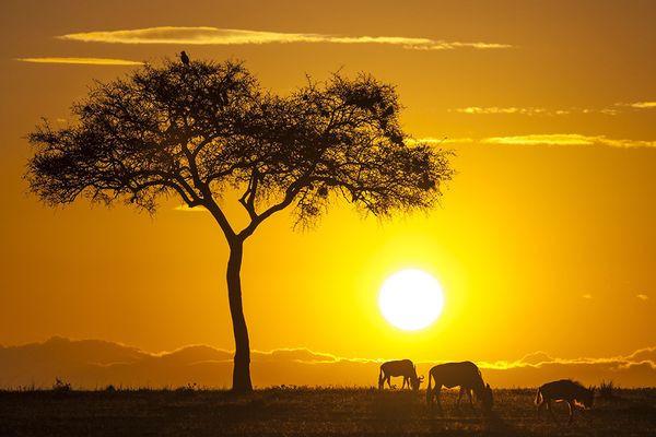 太阳缓缓升起,照亮了这片云海. 6,马赛马拉国家保护区 肯尼亚