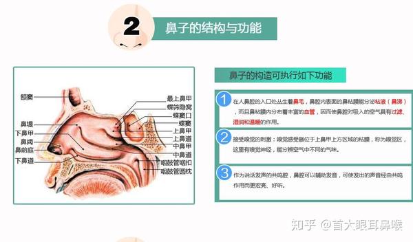 令鼻科医生头痛的常见病:慢性鼻炎