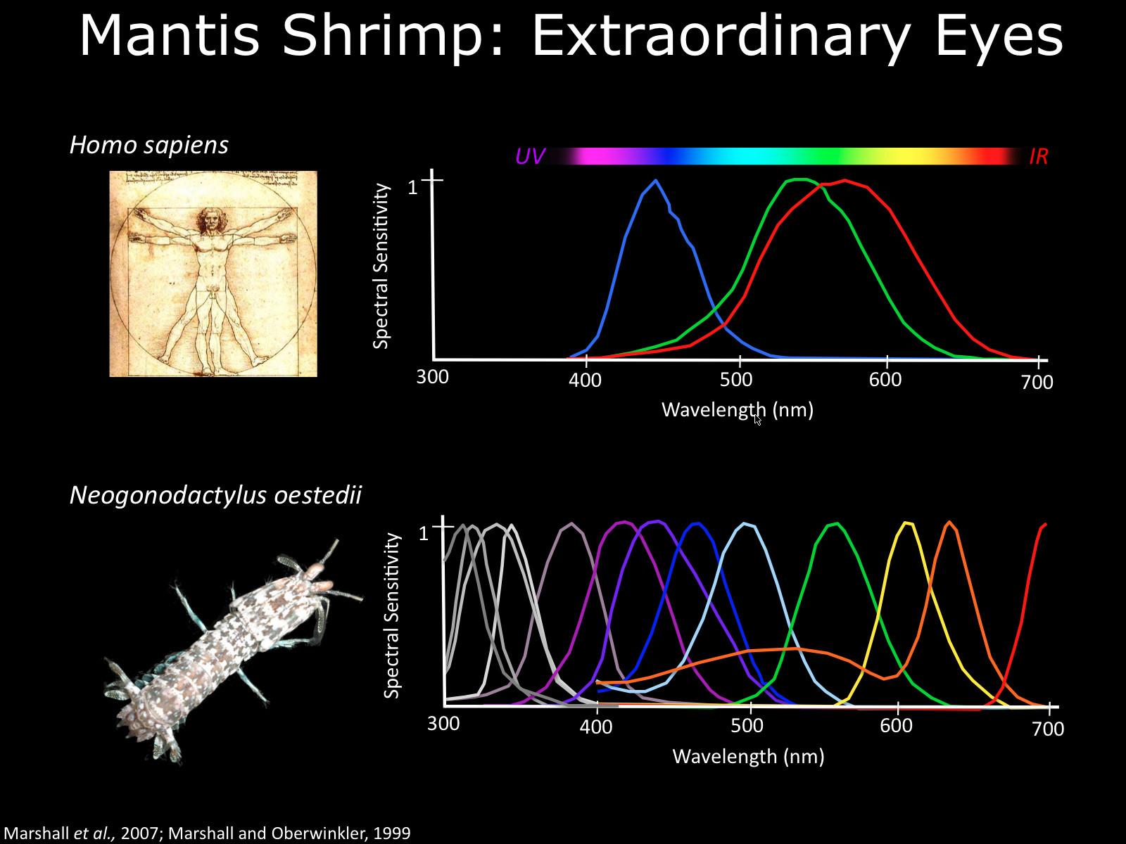 皮皮虾有16种视锥细胞,如何理解这种超过人眼能看到的数量的颜色,这