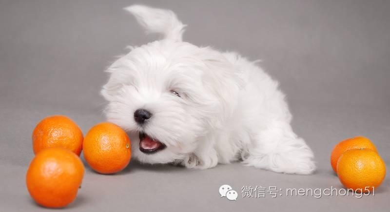 狗能吃什么水果?