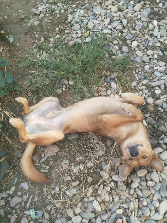 狗为啥喜欢睡路中间 0138ea4b76bc44357f793b0ce5a50d8c_r.jpg