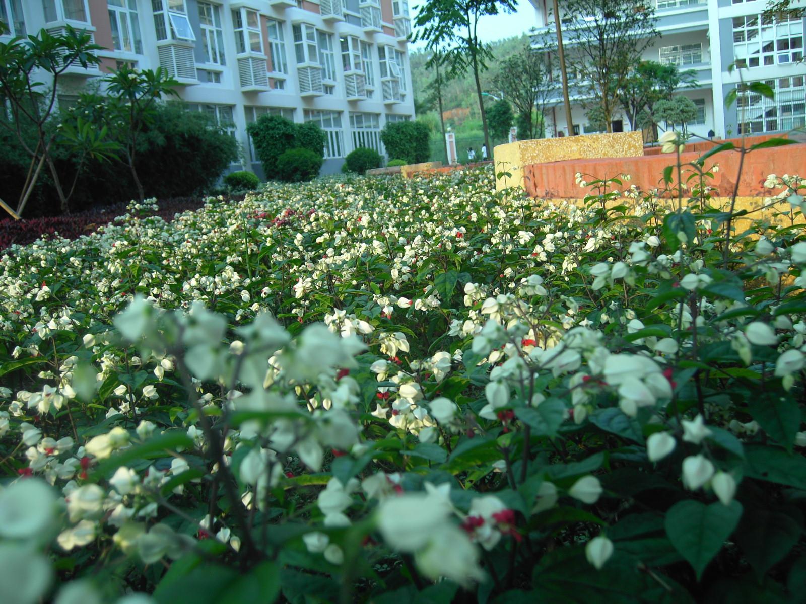 在深圳教苑中学读书是一种什么样的体验? - X