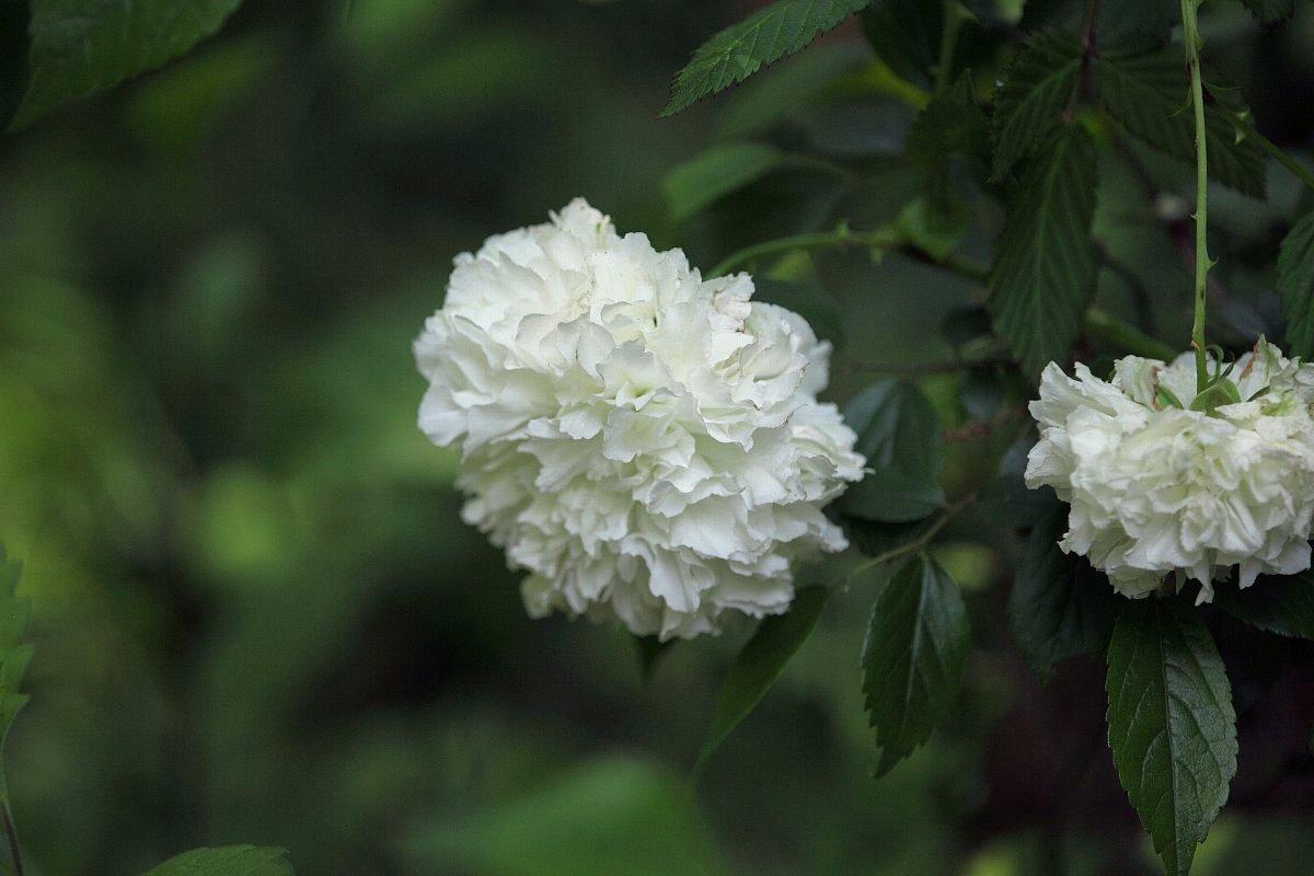 荼蘼花壁纸图片