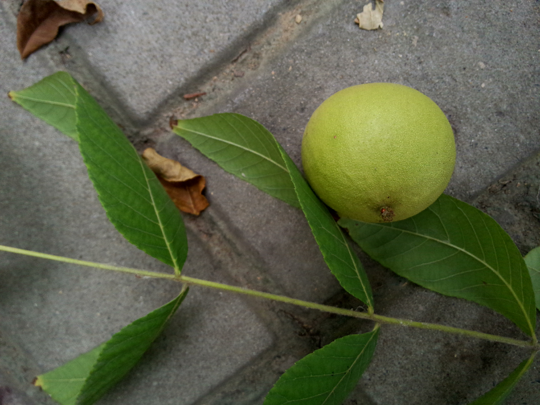 哪位大神知道这是什么果子,我在新乡河南师范大学摘的?