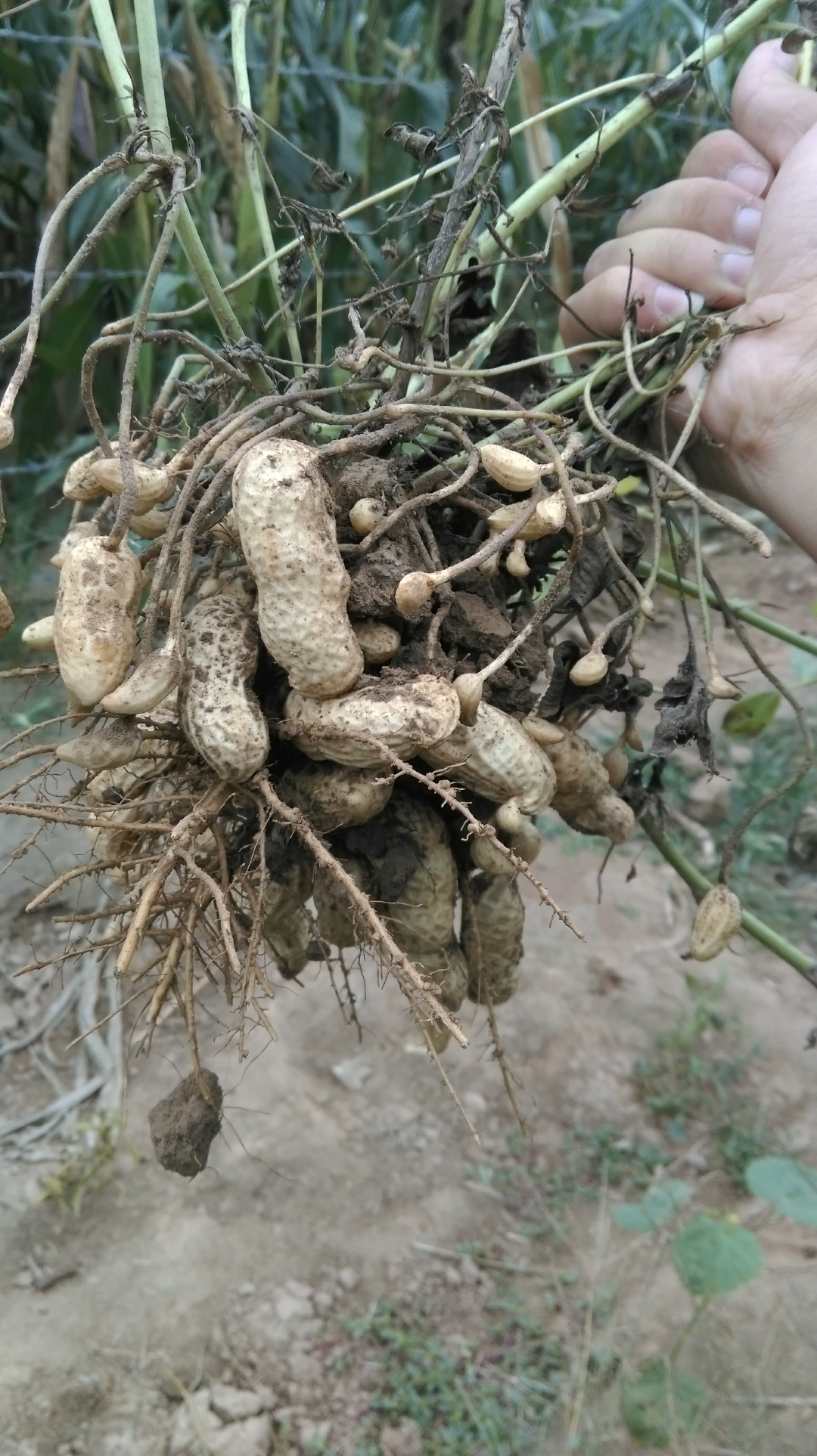 你们的第一份工作是什么?对你其后的职业生涯