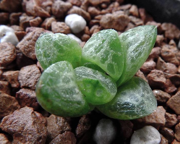 史上最名贵的多肉有哪些?