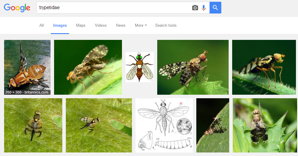 fly,隶属于环裂亚目-无瓣类-实蝇总科,是一类植食性的苍蝇,多数种类取