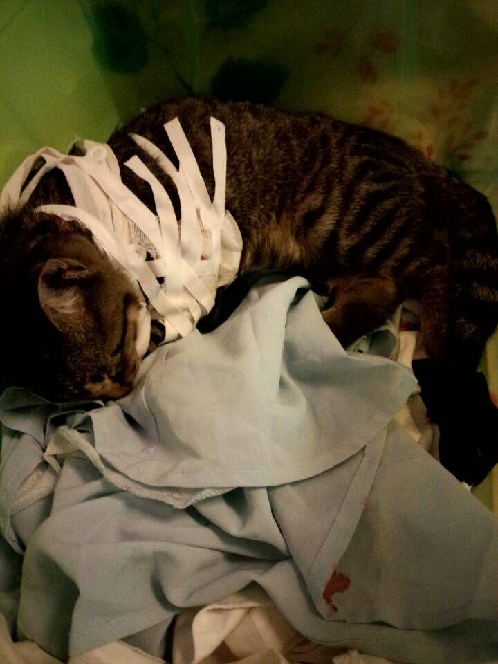 做梦梦见猫把腿摔断了，梦境背后的深层含义与解析