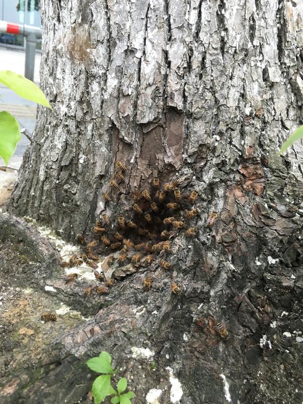我身边的昆虫1马路边的蜂巢