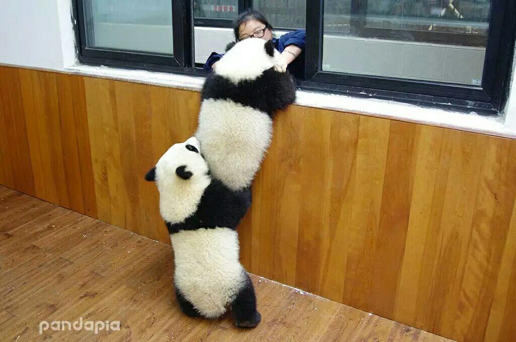 你有哪些熊猫背影的萌图