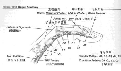 红树:手指关节是很复杂的,受伤情况可以有很多种,关节的侧副韧带,关节