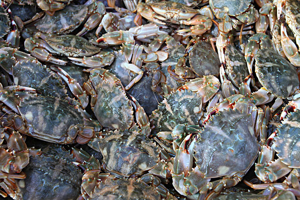 如何区分大闸蟹 毛蟹 青蟹 梭子蟹 河蟹 红蟳 螃蜞 帝王蟹 松叶蟹等蟹类物种 有路网问答