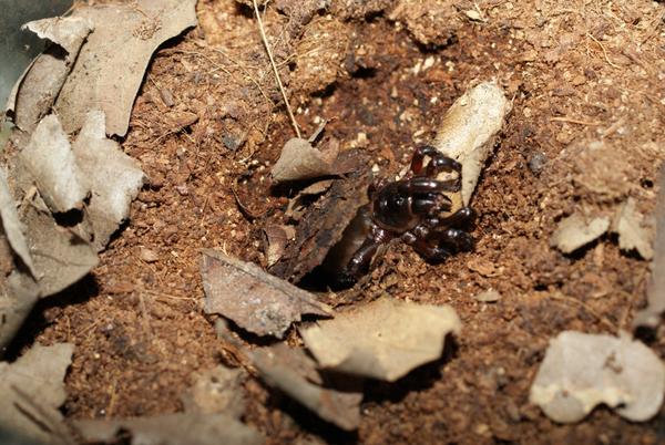 官僚作风不可取 (螲蟷科 盘腹蛛属)