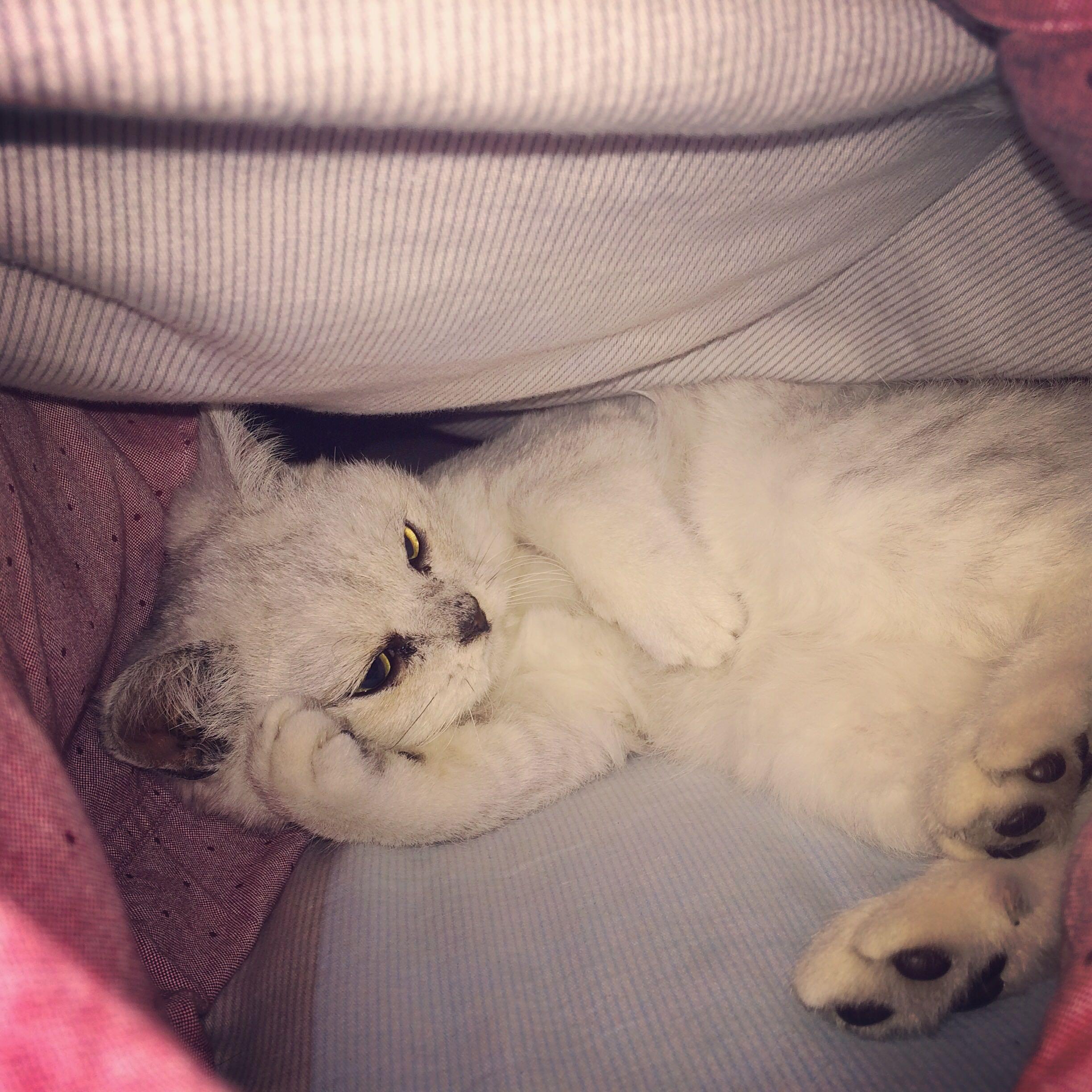 和猫一起睡觉是怎样的体验? - 张猫的回答 - 知